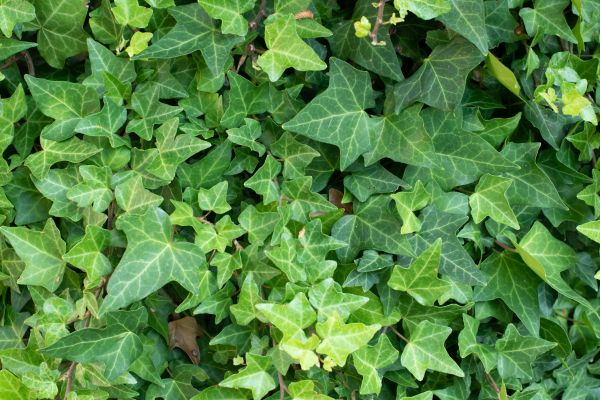 English Ivy Removal in Winter Park
