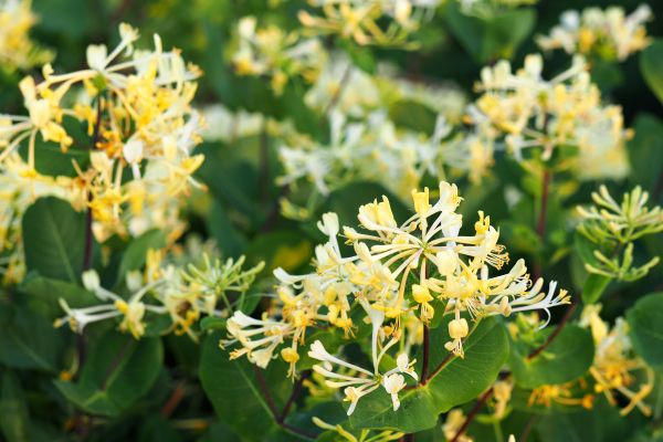 Honeysuckle Removal in Winter Park