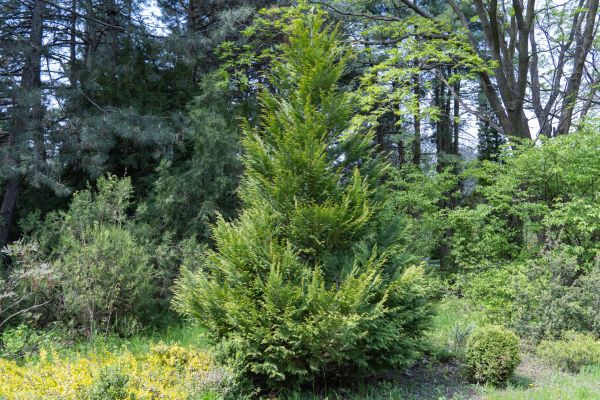 Juniper Pruning in Winter Park
