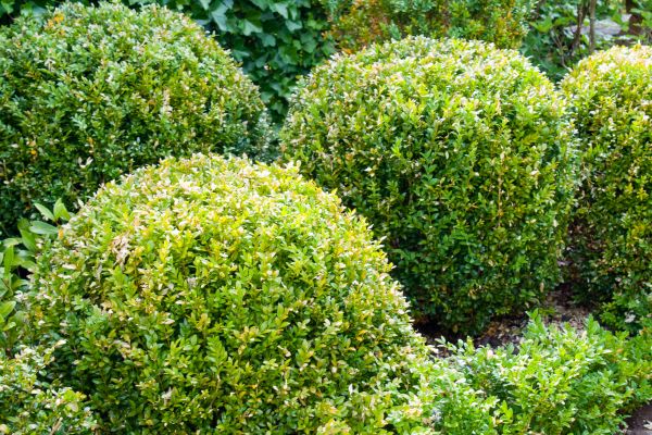Landscape Trimming Service in Winter Park