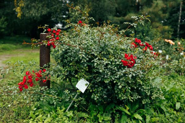 Rose Bush Removal in Winter Park