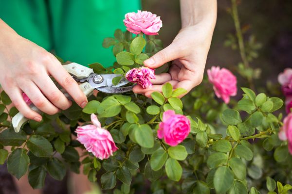 Rose Trimming in Winter Park