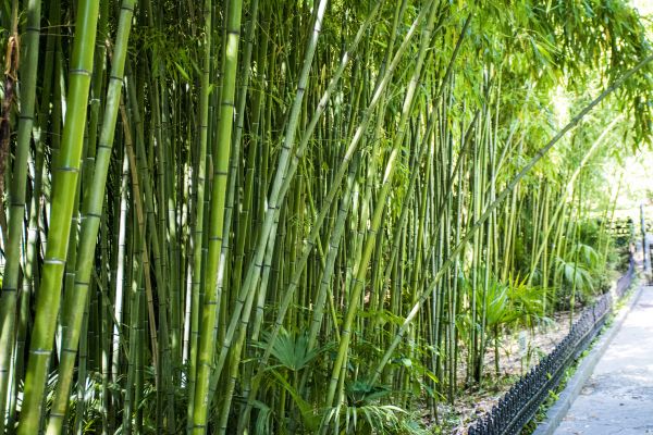 Bamboo Root Removal in Winter Park