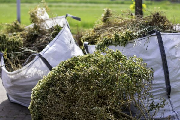 Shrub Removal Service in Winter Park