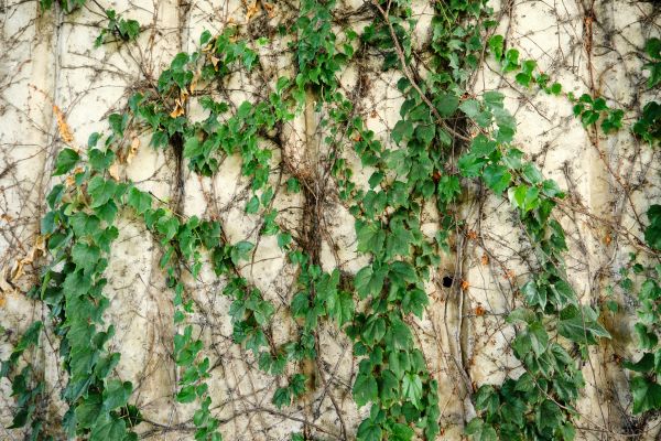 Vine Removal Service in Winter Park