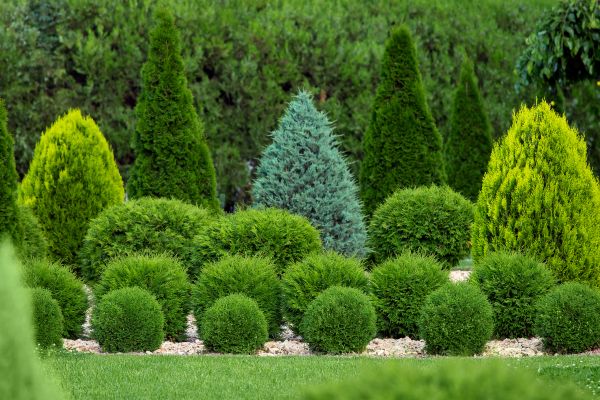Shrub Shaping in Winter Park