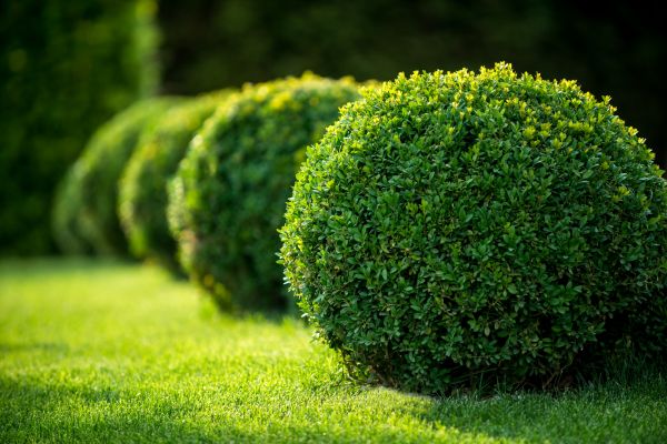Bush Pruning in Winter Park