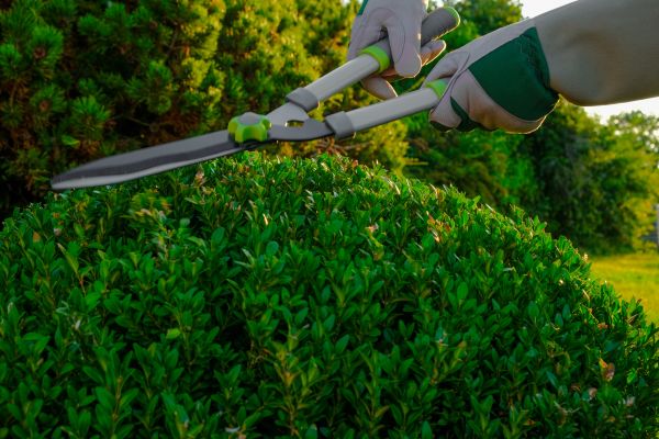 Topiary Shearing in Winter Park