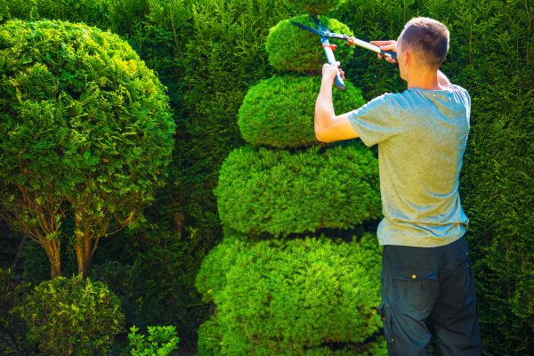 Topiary Shaping in Winter Park