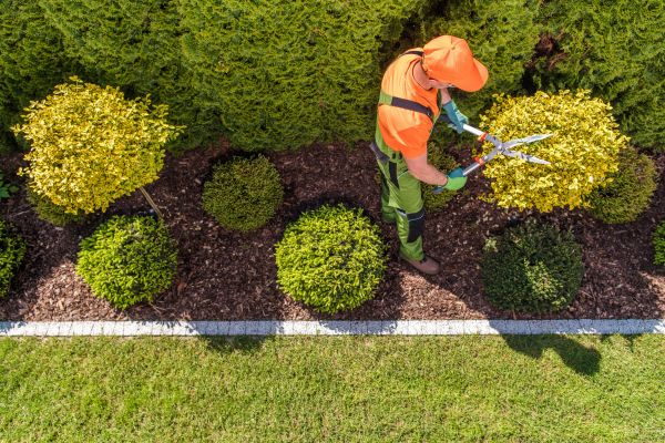 Topiary Trimming in Winter Park