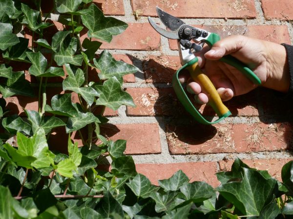 Ivy Removal Service in Winter Park