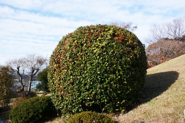 Holly Trimming in Winter Park