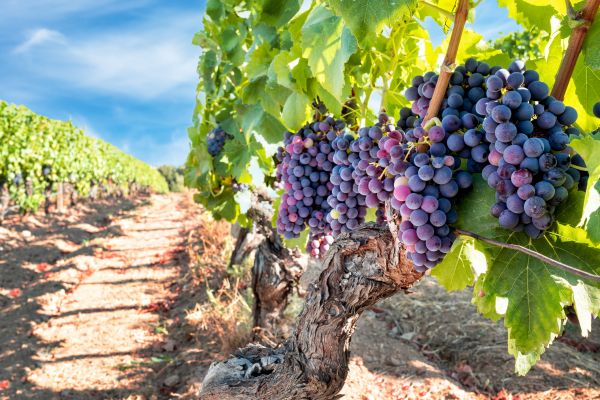 Grapevine Pruning in Winter Park