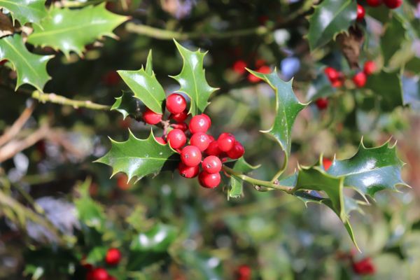 Holly Tree Trimming in Winter Park