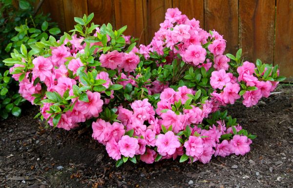 Azaleas Removal in Winter Park