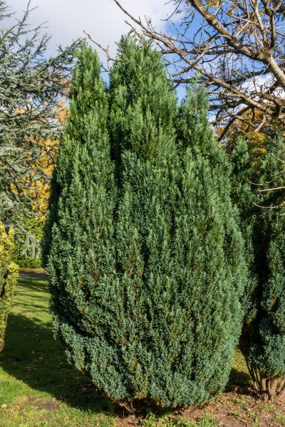 Juniper Trimming in Winter Park