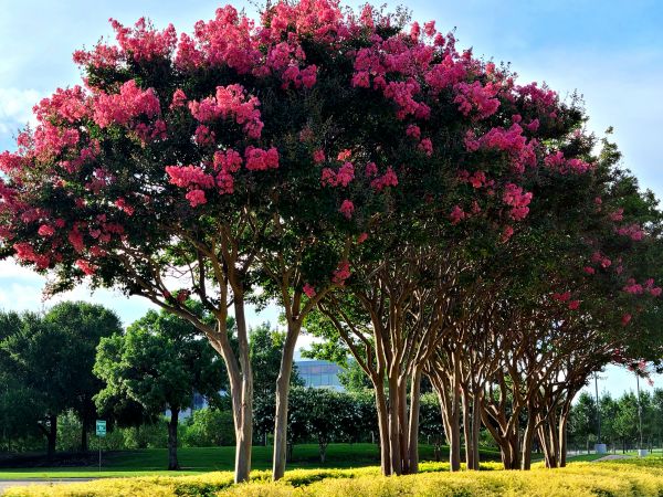 Crepe Myrtle Pruning in Winter Park