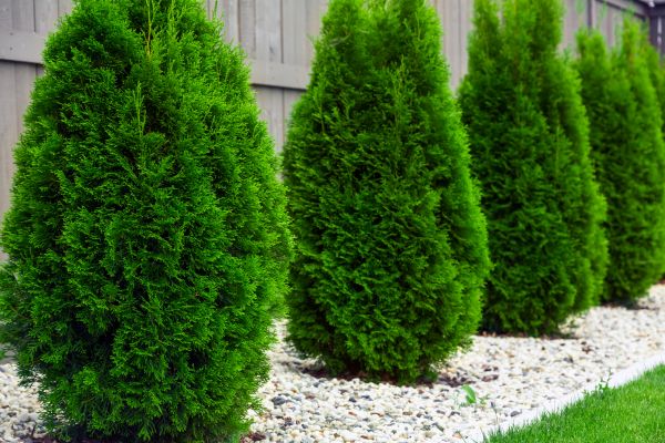 Arborvitae Pruning in Winter Park