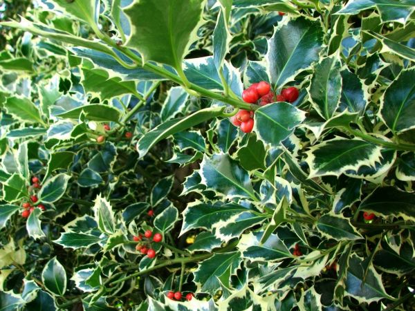 Holly Bushes Trimming in Winter Park