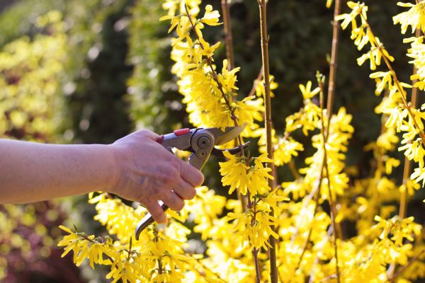 Forsythia Pruning in Winter Park