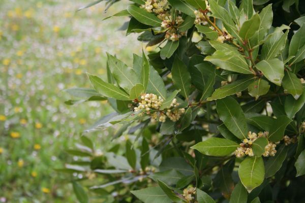 Laurel Trimming in Winter Park