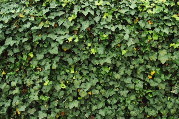 Ivy Pruning service in Winter Park