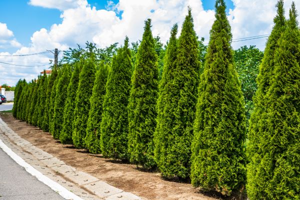 Arborvitae Shearing in Winter Park
