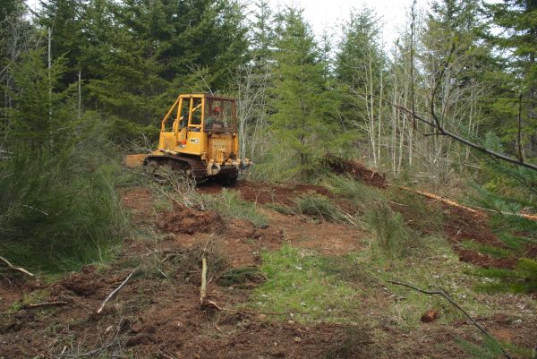 Shrubbery Clearing in Winter Park