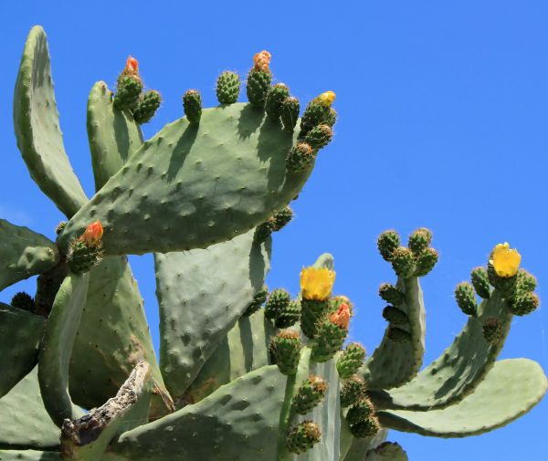Cactus Removal in Winter Park