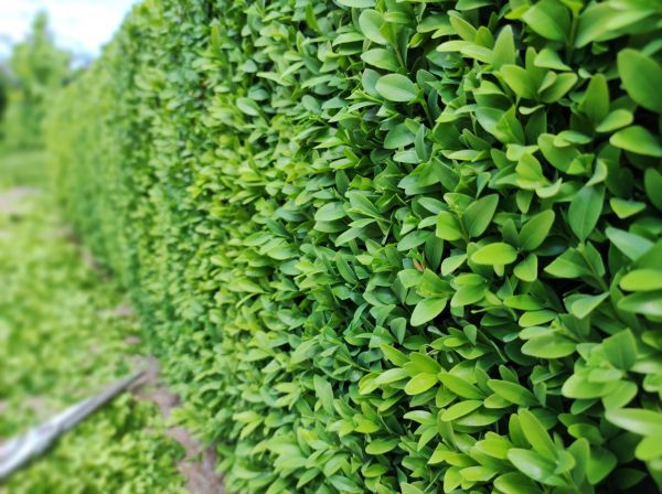 Boxwood Pruning in Winter Park