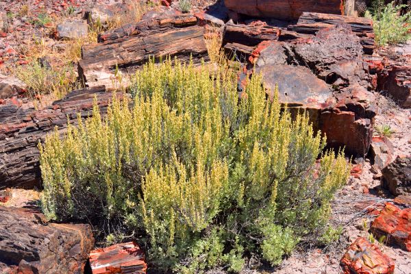 Sagebrush Removal in Winter Park