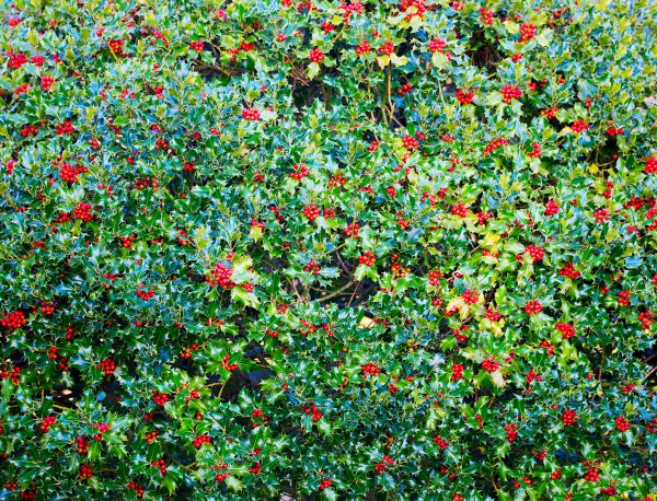 Holly Bush Removal in Winter Park