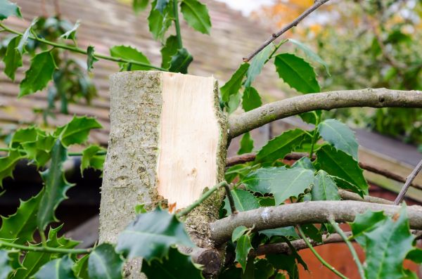 Holly Tree Removal in Winter Park