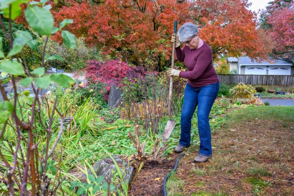 Dead Bush Removal in Winter Park