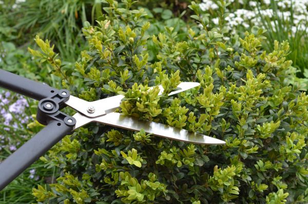 Boxwood Trimming in Winter Park