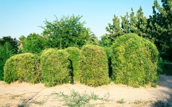 Bamboo Hedge Removal in Winter Park