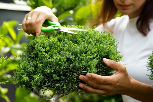 Juniper Shrub Pruning in Winter Park