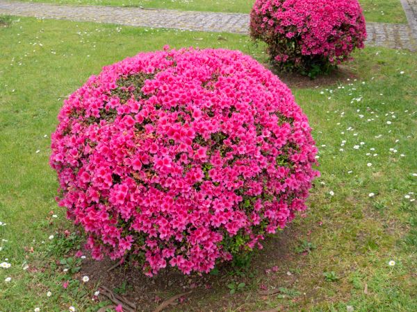Rhododendron Pruning in Winter Park