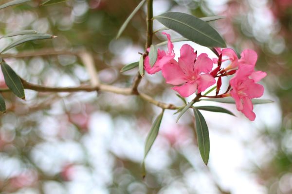 Oleander Removal in Winter Park