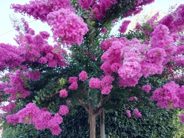Crape Myrtle Pruning in Winter Park