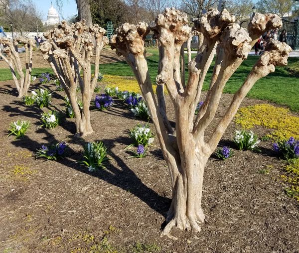 Myrtle Tree Removal in Winter Park
