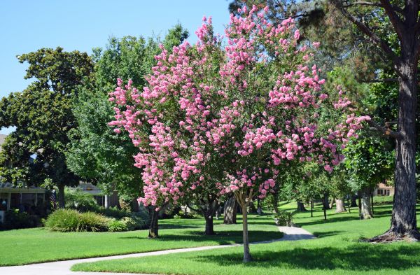 Crape Myrtle Cutting