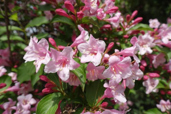 Weigela Pruning Service in Winter Park