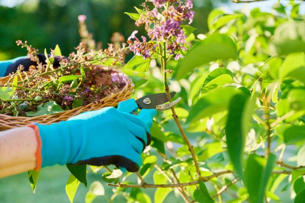 Lilac Trimming Service in Winter Park