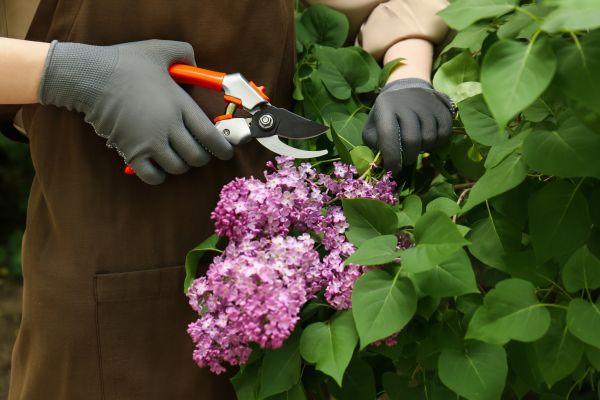 Lilac Pruning Service in Winter Park