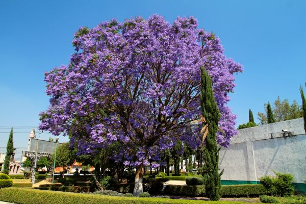 Jacaranda Pruning in Winter Park