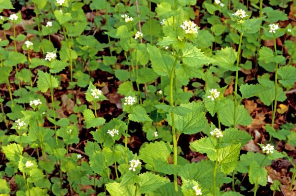 Garlic Mustard Removal in Winter Park