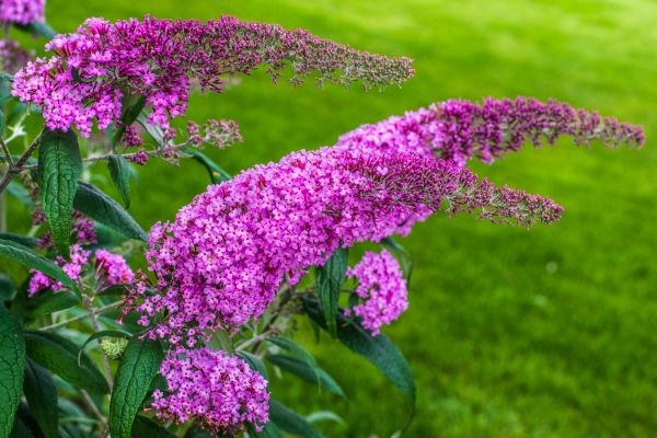 Butterfly Bush Removal in Winter Park