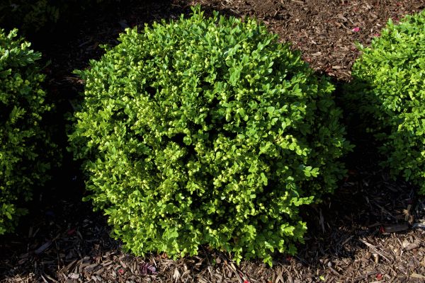 Boxwood Removal in Winter Park