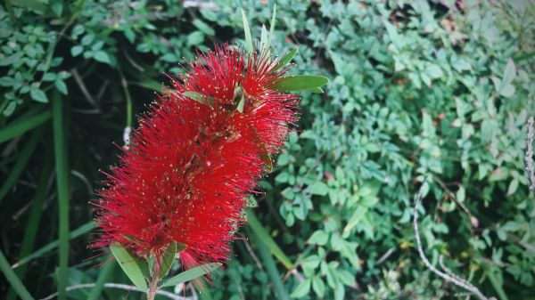 Bottlebrush Pruning in Winter Park